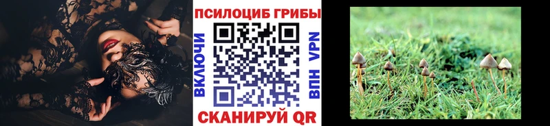 дарнет шоп  Александровское  Псилоцибиновые грибы Cubensis 